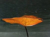 /album/i-miei-acquari/ninfea-1-jpg/